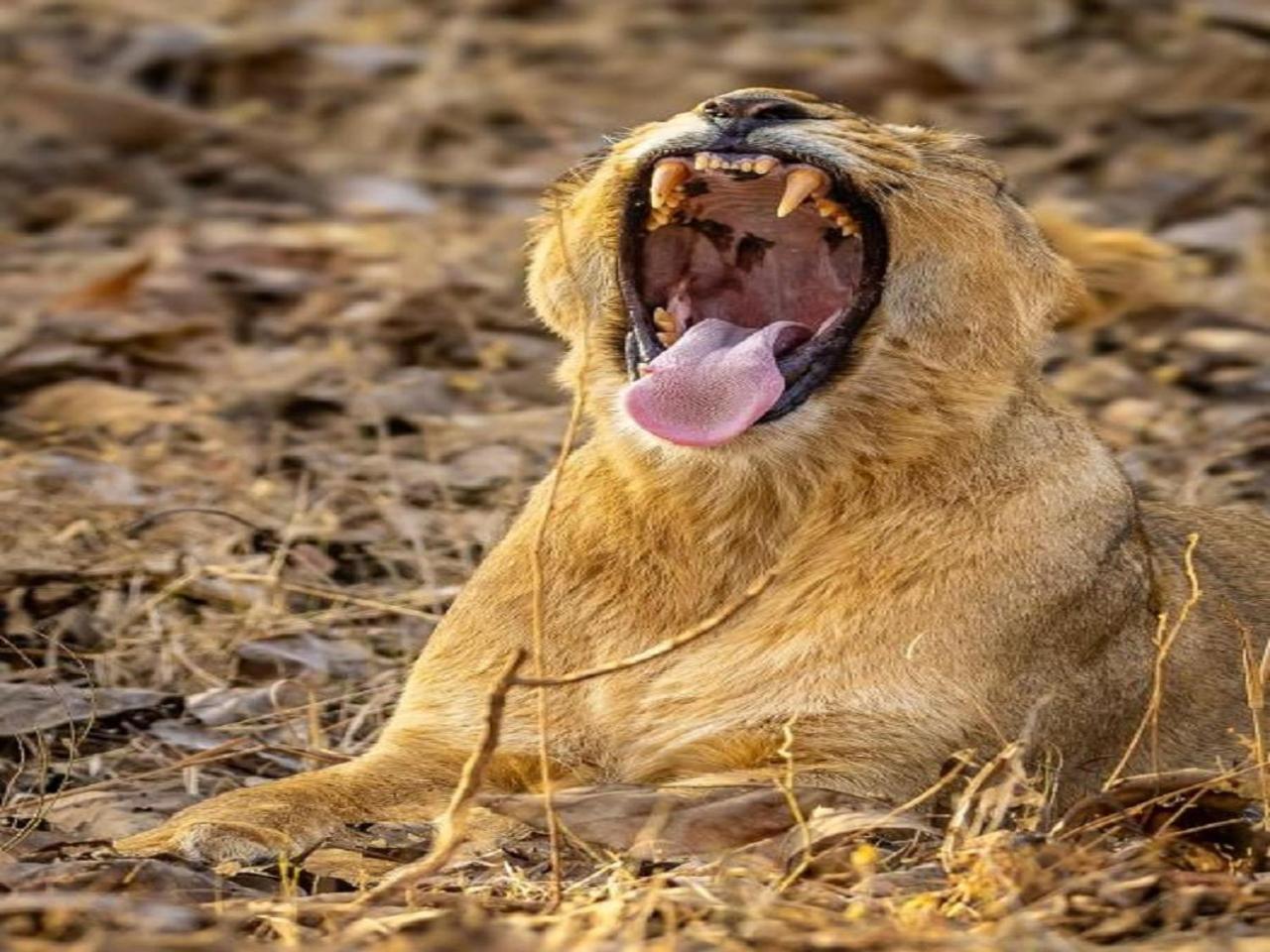 Gir Birding Lodge Sasan Gir Exterior photo